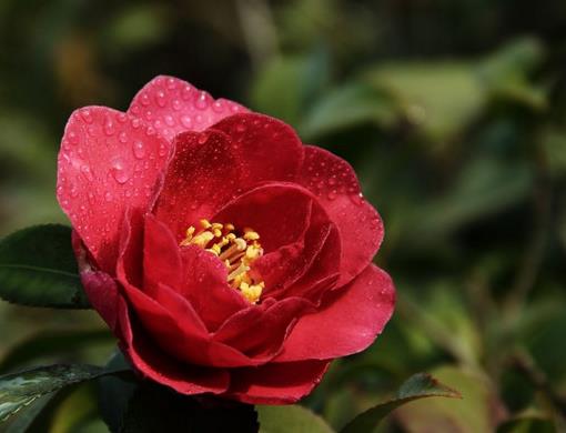 中國(guó)傳統(tǒng)十大名花排名,梅花是花中之魁,牡丹稱花中之王