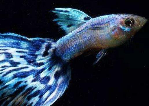 十大常見熱帶魚品種排名,綠巨人魚稱作“巨人珍珠”,成吉思汗魚強(qiáng)悍