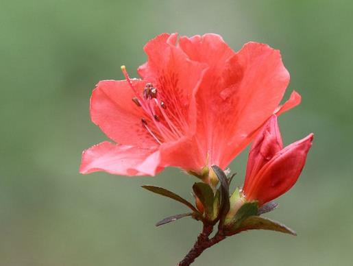 中國(guó)傳統(tǒng)十大名花排名,梅花是花中之魁,牡丹稱花中之王