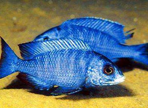 十大常見熱帶魚品種排名,綠巨人魚稱作“巨人珍珠”,成吉思汗魚強(qiáng)悍