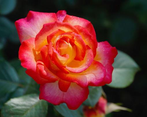 中國(guó)傳統(tǒng)十大名花排名,梅花是花中之魁,牡丹稱花中之王
