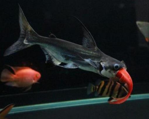 十大常見熱帶魚品種排名,綠巨人魚稱作“巨人珍珠”,成吉思汗魚強(qiáng)悍