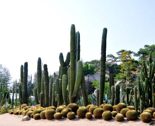 廈門旅游必去十大景點(diǎn),鼓浪嶼海灘優(yōu)美,鐵路公園是帶狀公園