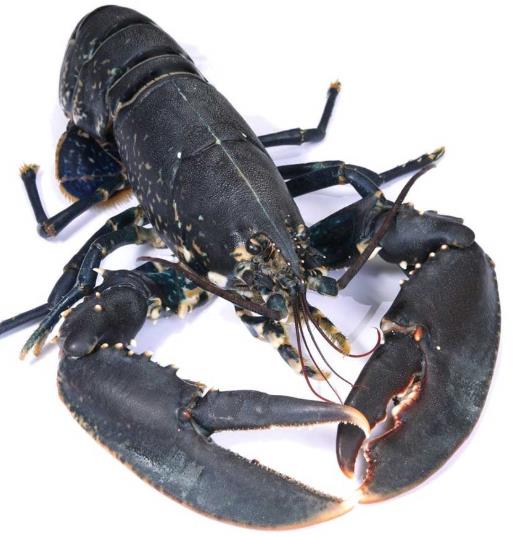 世界零售超市十大名貴海鮮排名,蘇格蘭龍蝦、箭魚(yú)是奢華的象征