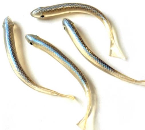 世界零售超市十大名貴海鮮排名,蘇格蘭龍蝦、箭魚(yú)是奢華的象征