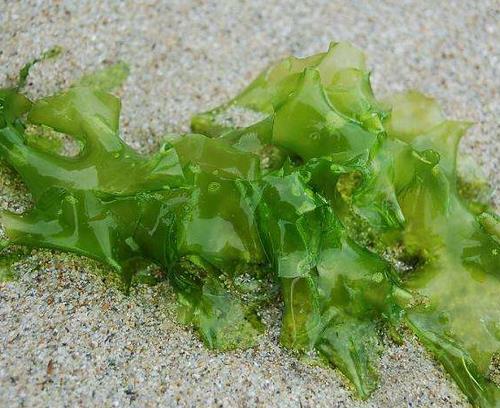 含維生素b2最多的食物排名,動(dòng)物肝臟、菌類都是最佳選擇