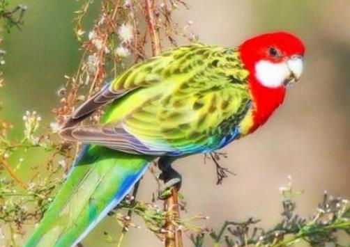 世界上壽命最長的十種鳥,葵花鳳頭鸚鵡、金剛鸚鵡能活70歲以上