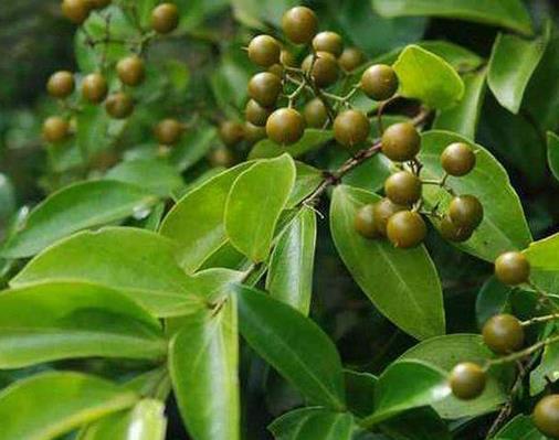 中國八大劇毒植物排名,烏頭用射殺野獸,誤食斷腸草會(huì)毒發(fā)身亡