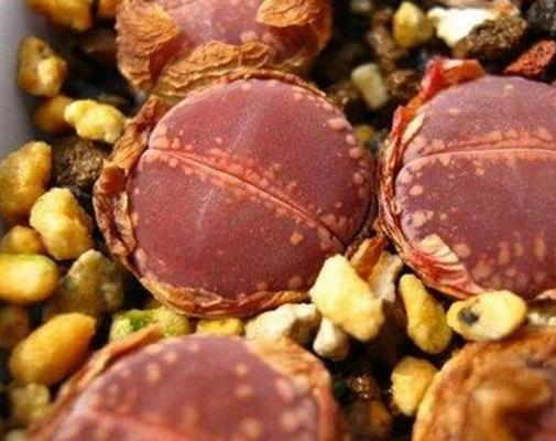 生石花十大貴貨排名,大津繪高達(dá)200元,紅大內(nèi)玉貴氣逼人