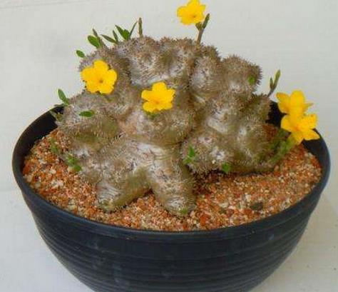 十大最貴多肉排名,霓虹燈玉很稀少,惠比須笑的花朵美艷動(dòng)人