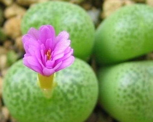 生石花十大貴貨排名,大津繪高達(dá)200元,紅大內(nèi)玉貴氣逼人