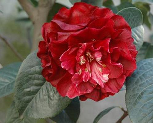 十大名貴茶花品種排名,十八學(xué)士奇特壯觀,六角大紅花型較大