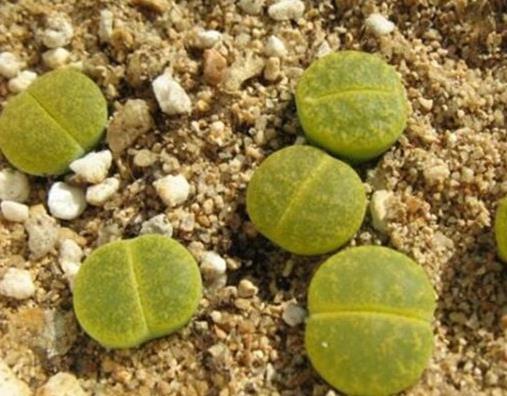 生石花十大貴貨排名,大津繪高達(dá)200元,紅大內(nèi)玉貴氣逼人