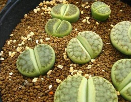 生石花十大貴貨排名,大津繪高達(dá)200元,紅大內(nèi)玉貴氣逼人