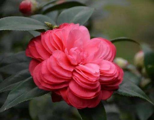 十大名貴茶花品種排名,十八學(xué)士奇特壯觀,六角大紅花型較大
