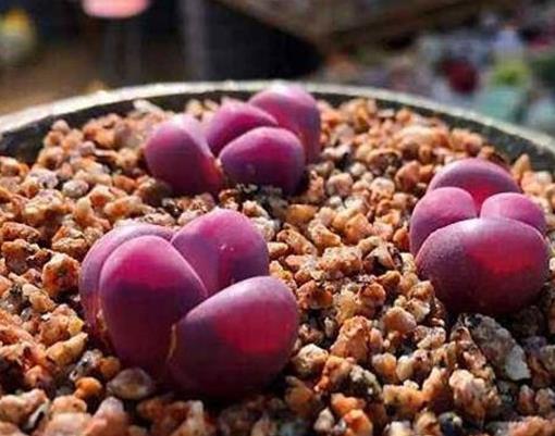 生石花十大貴貨排名,大津繪高達(dá)200元,紅大內(nèi)玉貴氣逼人