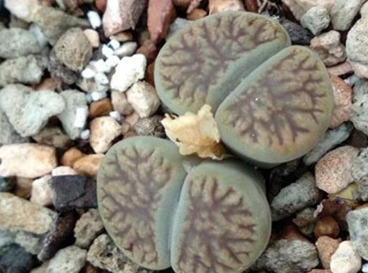 生石花十大貴貨排名,大津繪高達(dá)200元,紅大內(nèi)玉貴氣逼人