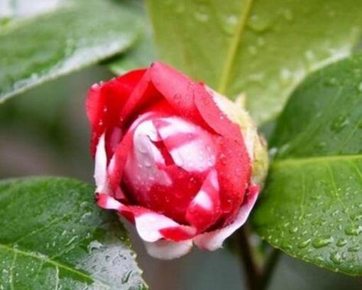 十大名貴茶花品種排名,十八學(xué)士奇特壯觀,六角大紅花型較大