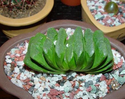 十大最貴多肉排名,霓虹燈玉很稀少,惠比須笑的花朵美艷動(dòng)人