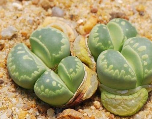 生石花十大貴貨排名,大津繪高達(dá)200元,紅大內(nèi)玉貴氣逼人