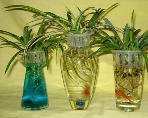十大室內(nèi)水培植物排名,綠蘿生命力頑強(qiáng),長(zhǎng)青藤可以水培