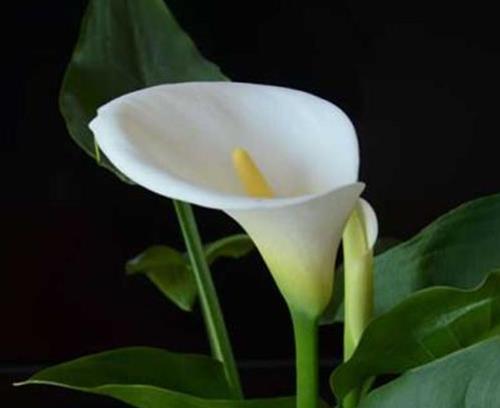 十大室內(nèi)水培植物排名,綠蘿生命力頑強(qiáng),長(zhǎng)青藤可以水培