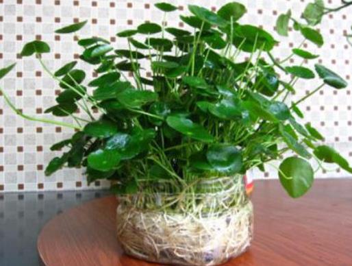 十大室內(nèi)水培植物排名,綠蘿生命力頑強(qiáng),長(zhǎng)青藤可以水培