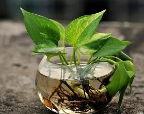 十大室內(nèi)水培植物排名,綠蘿生命力頑強(qiáng),長(zhǎng)青藤可以水培
