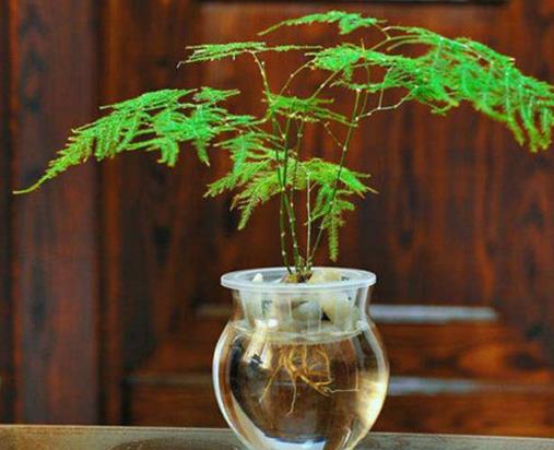 十大室內(nèi)水培植物排名,綠蘿生命力頑強(qiáng),長(zhǎng)青藤可以水培
