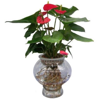 十大室內(nèi)水培植物排名,綠蘿生命力頑強(qiáng),長(zhǎng)青藤可以水培