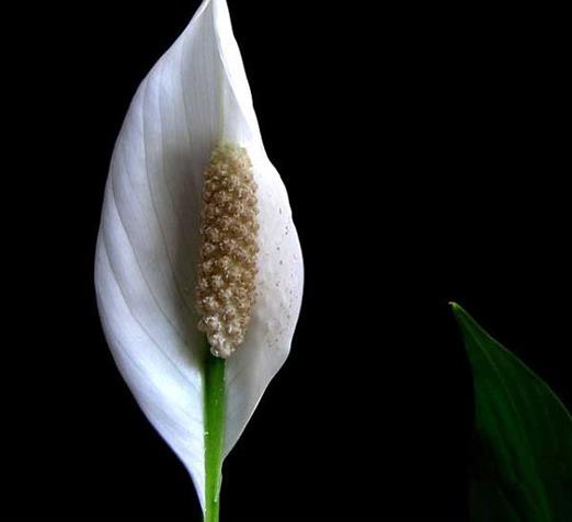 十大可祛除甲醛的植物,常春藤適應(yīng)性強(qiáng),蘆薈可以解毒