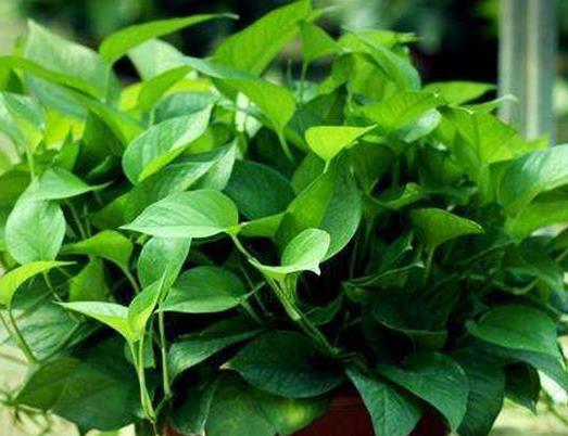十大可祛除甲醛的植物,常春藤適應(yīng)性強(qiáng),蘆薈可以解毒