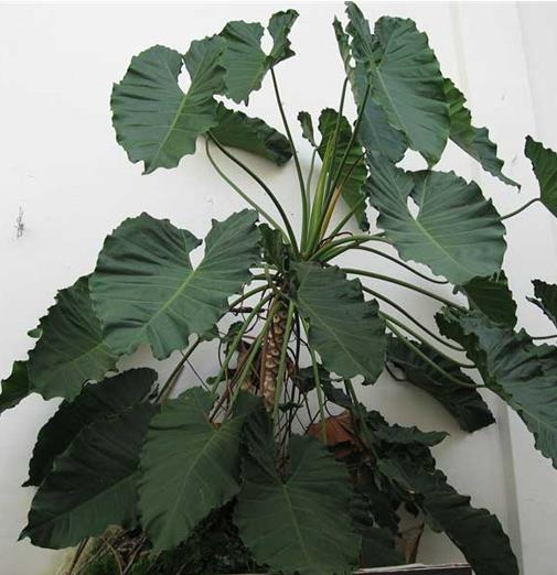 十大可祛除甲醛的植物,常春藤適應(yīng)性強(qiáng),蘆薈可以解毒