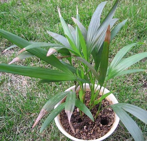 十大可祛除甲醛的植物,常春藤適應(yīng)性強(qiáng),蘆薈可以解毒