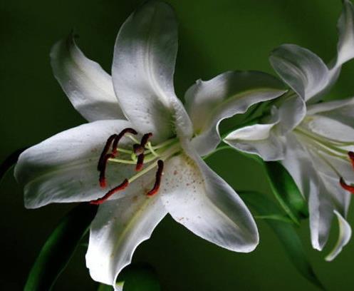 十種只在夜間開放的花,曇花一現(xiàn)很少人見,夜來香香味濃郁