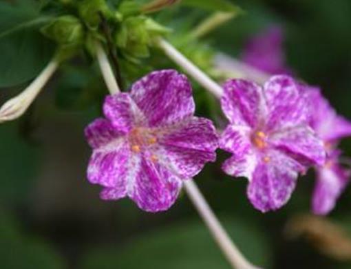 十種只在夜間開放的花,曇花一現(xiàn)很少人見,夜來香香味濃郁