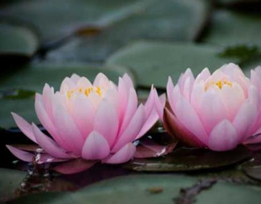 十種只在夜間開放的花,曇花一現(xiàn)很少人見,夜來香香味濃郁