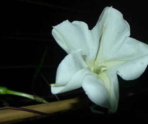 十種只在夜間開放的花,曇花一現(xiàn)很少人見,夜來香香味濃郁