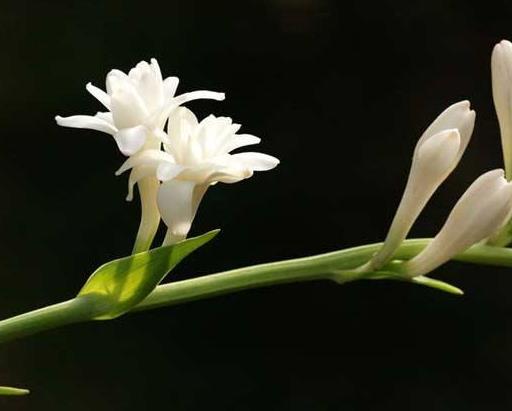十種只在夜間開放的花,曇花一現(xiàn)很少人見,夜來香香味濃郁