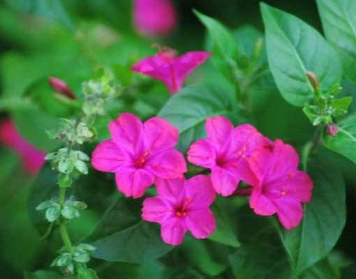 十種只在夜間開放的花,曇花一現(xiàn)很少人見,夜來香香味濃郁