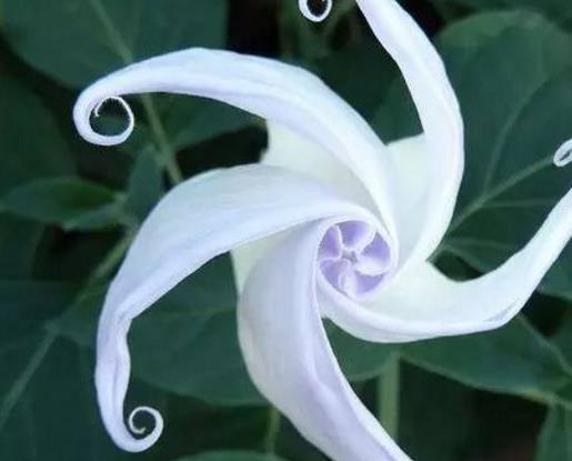 十種只在夜間開放的花,曇花一現(xiàn)很少人見,夜來香香味濃郁