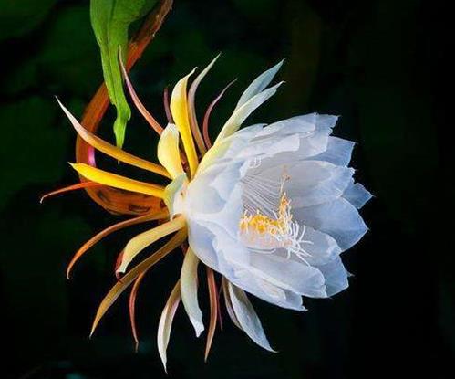 十種只在夜間開放的花,曇花一現(xiàn)很少人見,夜來香香味濃郁
