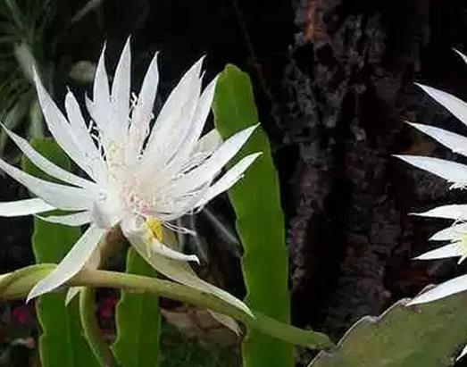 十種只在夜間開放的花,曇花一現(xiàn)很少人見,夜來香香味濃郁