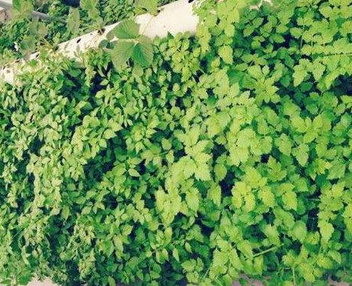 十種生長最快的蔬菜排行,花園水芹節(jié)省空間,小白菜種植簡單