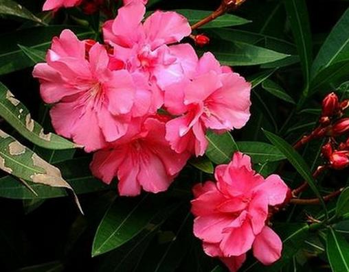 世界十大劇毒植物排行榜,念珠豌豆毒性強(qiáng),烏頭是“毒藥女王”