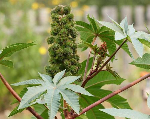 世界十大劇毒植物排行榜,念珠豌豆毒性強(qiáng),烏頭是“毒藥女王”