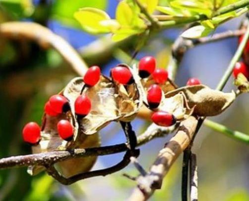 世界十大劇毒植物排行榜,念珠豌豆毒性強(qiáng),烏頭是“毒藥女王”