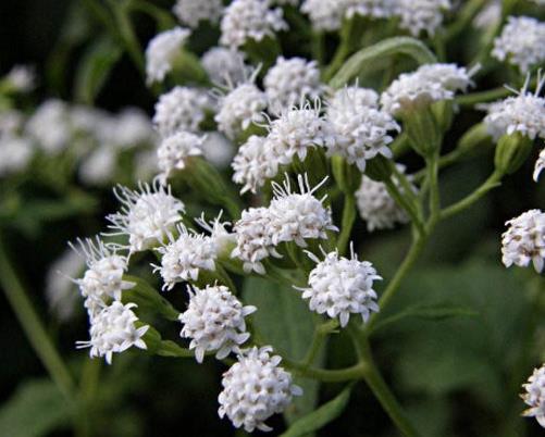 世界十大劇毒植物排行榜,念珠豌豆毒性強(qiáng),烏頭是“毒藥女王”