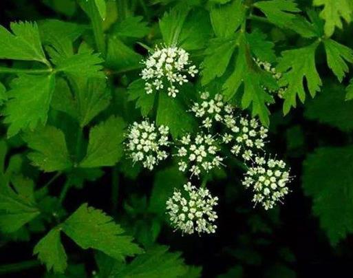 世界十大劇毒植物排行榜,念珠豌豆毒性強(qiáng),烏頭是“毒藥女王”