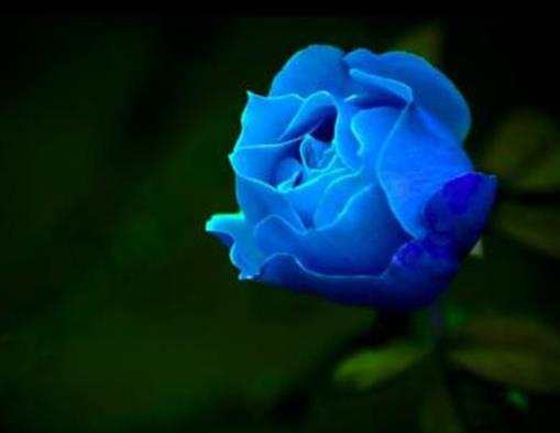 玫瑰花顏色花語(yǔ)大全,紅玫瑰象征炙熱的愛(ài)意,白玫瑰代表純潔天真